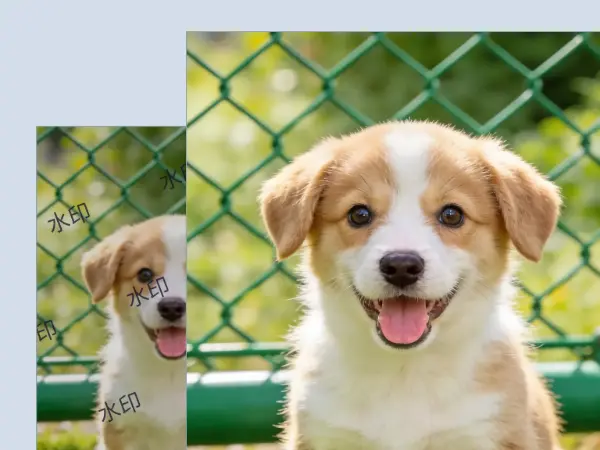 宠物壁纸去水印效果展示